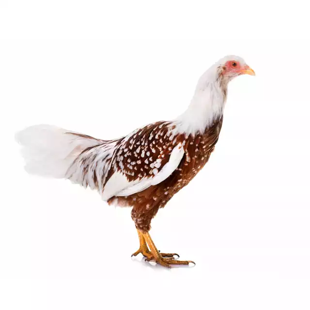 Yokohama (Gallus domesticus)