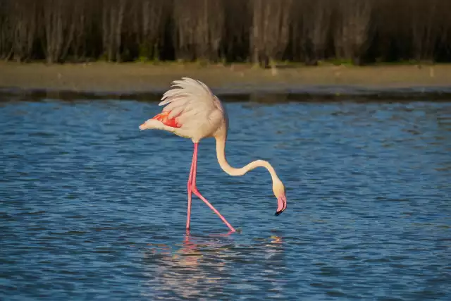 Photo Flamant Rose (Phoenicopterus roseus) #3