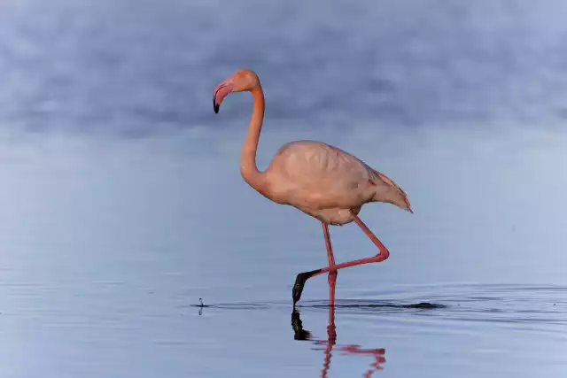 Photo Flamant Rose (Phoenicopterus roseus) #2