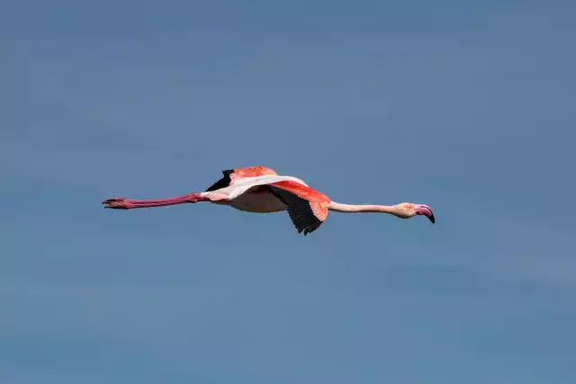 Photo Flamant Rose (Phoenicopterus roseus) #1