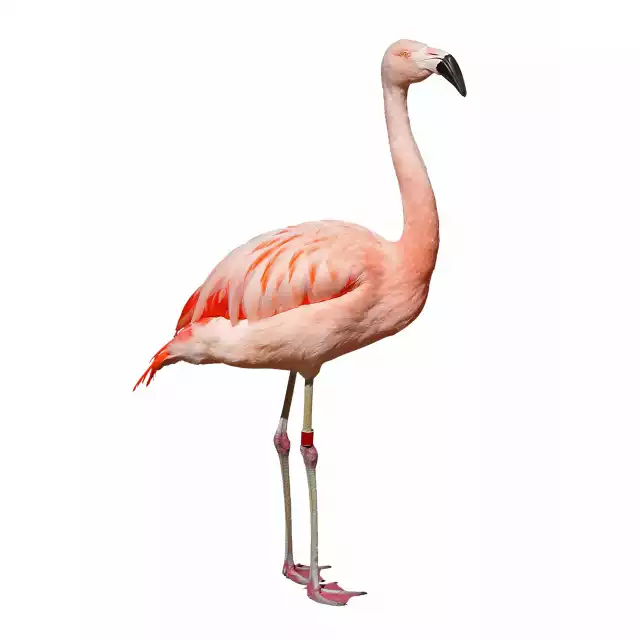 Flamant Rose (Phoenicopterus roseus)