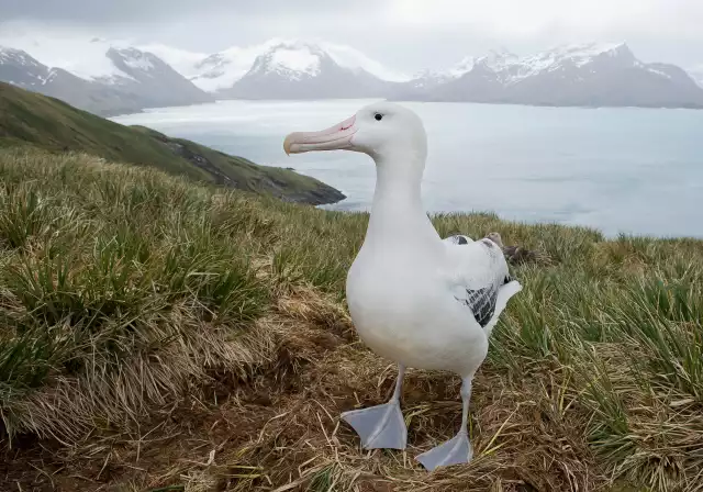 Photo Albatros hurleur (Diomedea exulans) #3