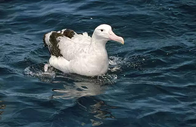 Photo Albatros hurleur (Diomedea exulans) #2