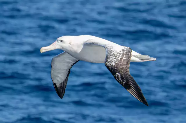 Photo Albatros hurleur (Diomedea exulans) #1