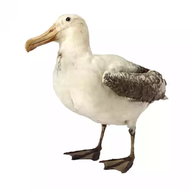 Albatros hurleur (Diomedea exulans)