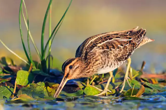 Bécasse des bois (Scolopax rusticola)