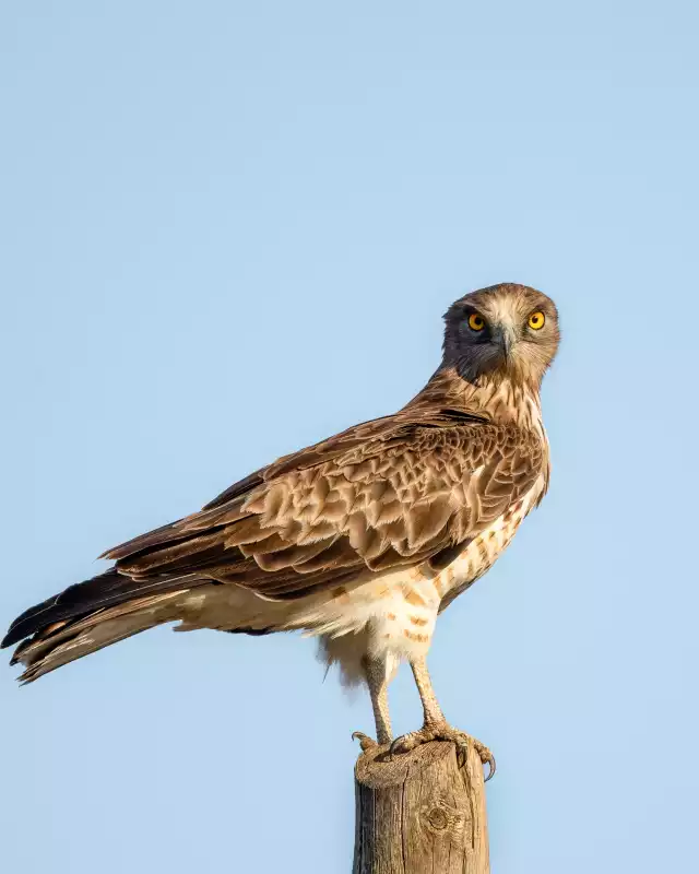 Photo Circaète Jean-le-Blanc (Circaetus gallicus) #3