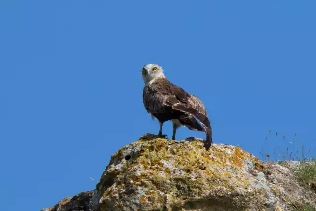 Photo Circaète Jean-le-Blanc (Circaetus gallicus) #2