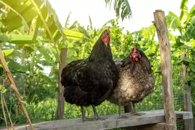 Photo Australorp (Gallus domesticus) #3