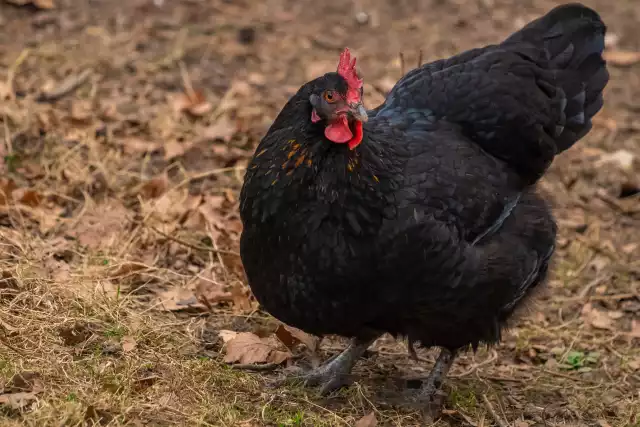 Photo Australorp (Gallus domesticus) #2