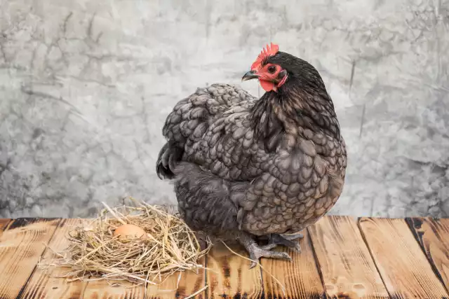 Photo Australorp (Gallus domesticus) #1