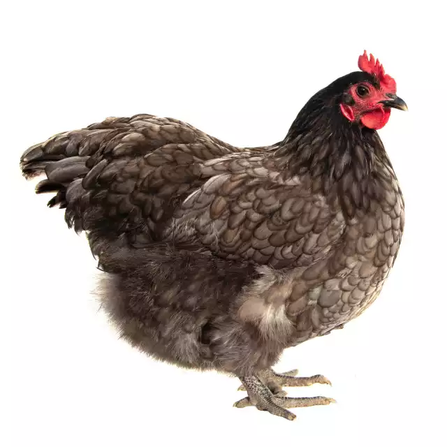 Photo Australorp