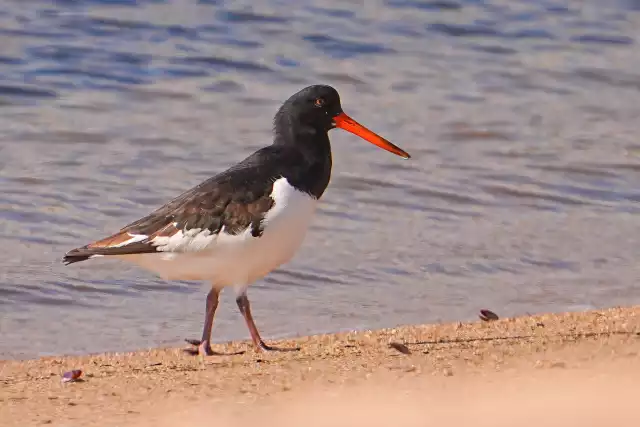 Photo Huîtrier pie (Haematopus ostralegus) #3