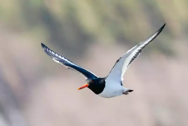 Photo Huîtrier pie (Haematopus ostralegus) #2