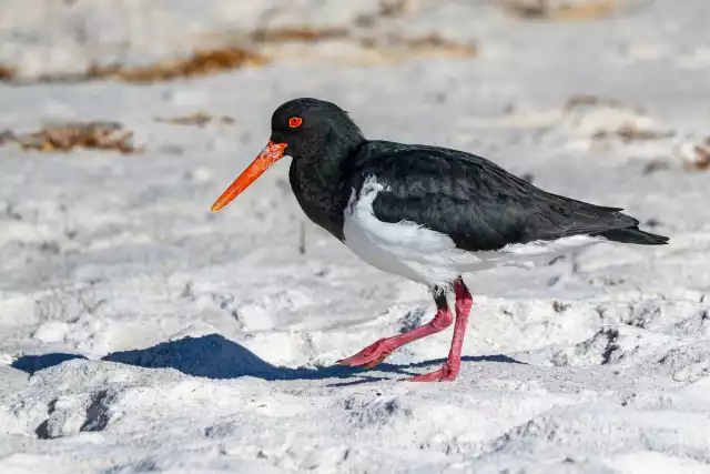 Photo Huîtrier pie (Haematopus ostralegus) #1