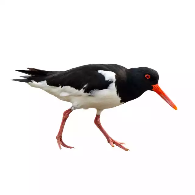 Huîtrier pie (Haematopus ostralegus)