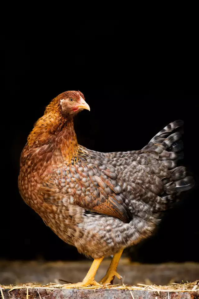 Photo Bielefelder (Gallus domesticus) #2