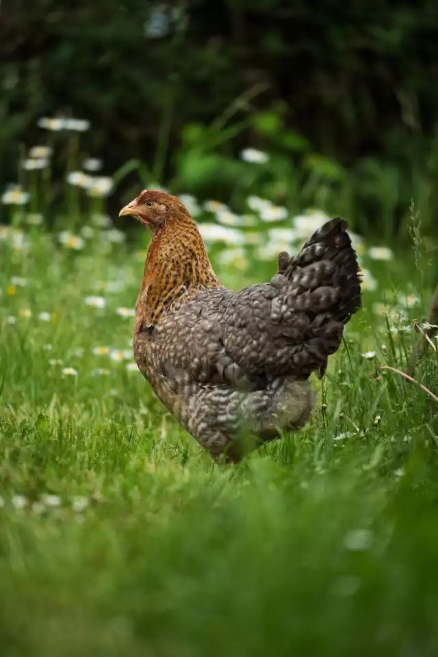 Photo Bielefelder (Gallus domesticus) #1