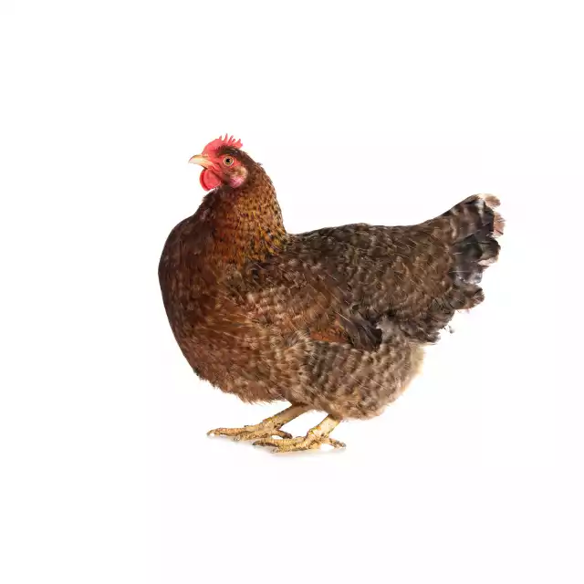 Bielefelder (Gallus domesticus)