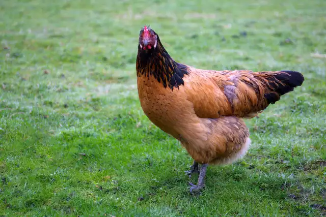 Poule Vorwerk (Gallus domesticus)