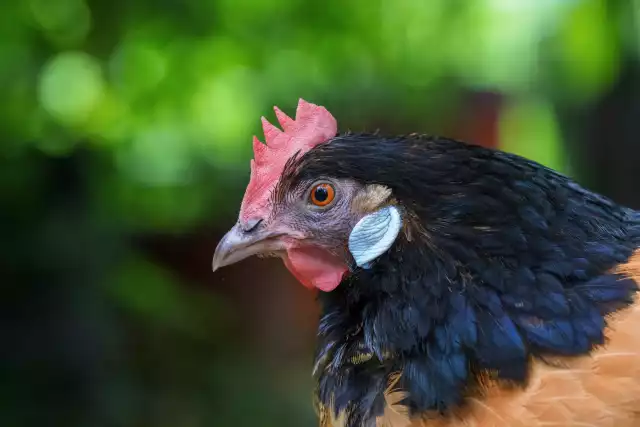 Poule Vorwerk (Gallus domesticus)