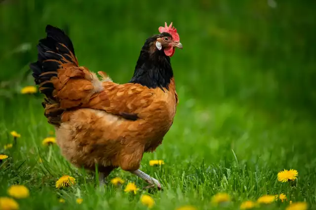 Poule Vorwerk (Gallus domesticus)