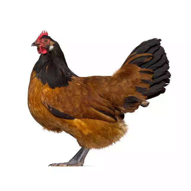 Poule Vorwerk (Gallus domesticus)