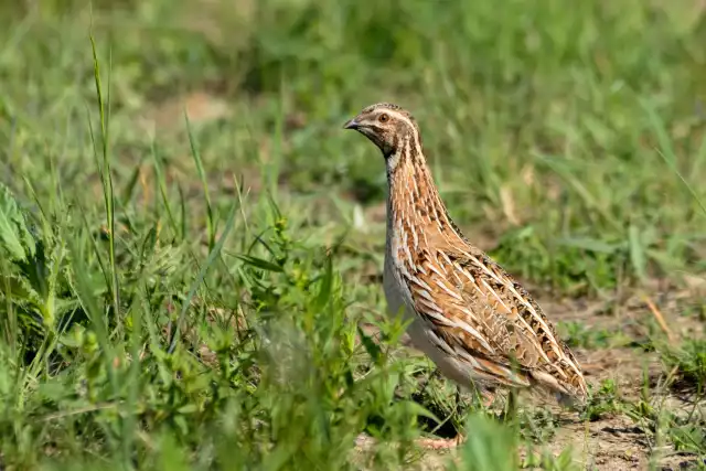 Photo Caille des blés (Coturnix coturnix) #3