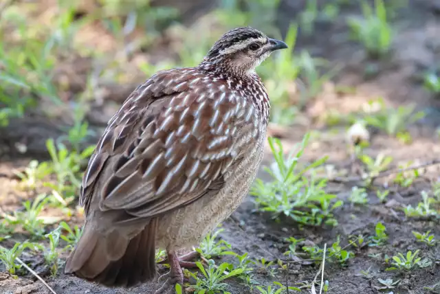 Photo Caille des blés (Coturnix coturnix) #2