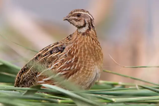 Photo Caille des blés (Coturnix coturnix) #1