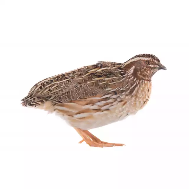 Caille des blés (Coturnix coturnix)