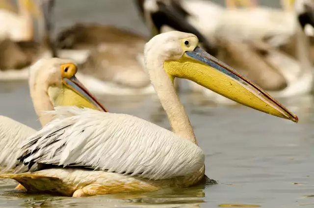 Photo Pélican Blanc (Pelecanus onocrotalus) #3