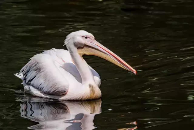 Photo Pélican Blanc (Pelecanus onocrotalus) #2