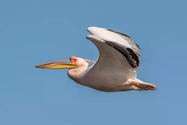 Photo Pélican Blanc (Pelecanus onocrotalus) #1