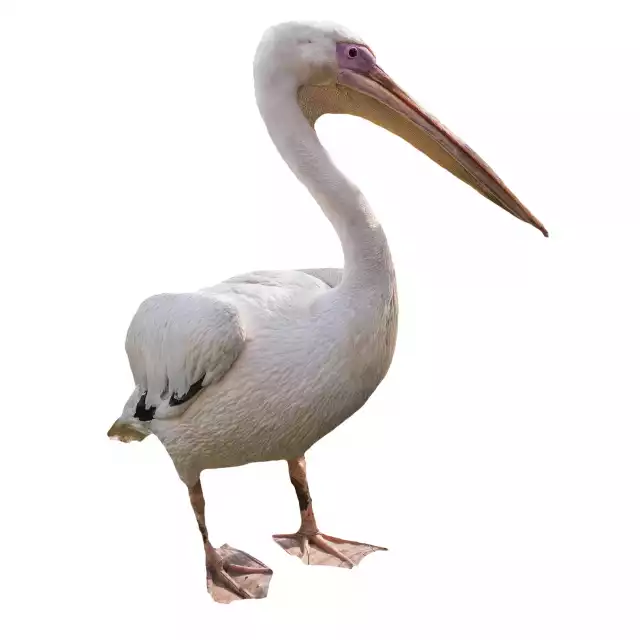 Pélican Blanc (Pelecanus onocrotalus)