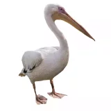 Photo Pélican Blanc