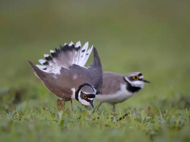 Photo Petit Gravelot (Charadrius dubius) #4