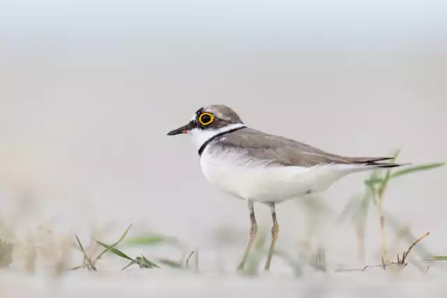 Photo Petit Gravelot (Charadrius dubius) #1