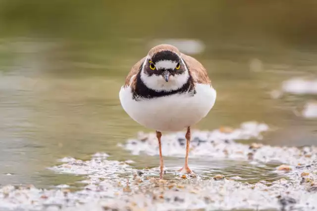 Photo Petit Gravelot (Charadrius dubius) #1