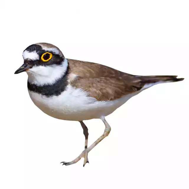 Petit Gravelot (Charadrius dubius)