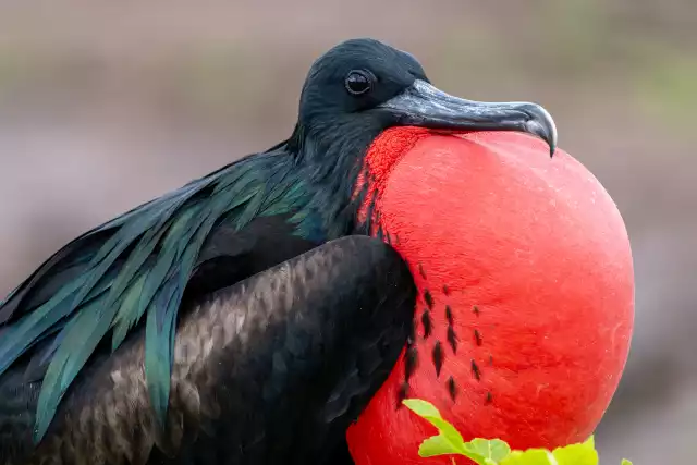 Photo Frégate superbe (Fregata magnificens) #1