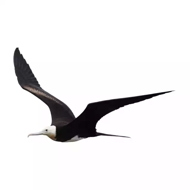 Frégate superbe (Fregata magnificens)