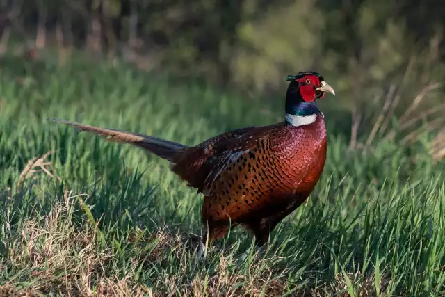 Photo Faisan de Colchide (Phasianus colchicus) #1