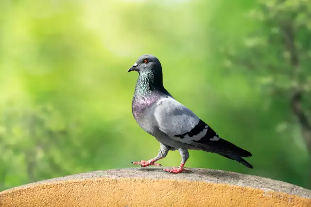 Photo Pigeon Biset (Columba livia) #3