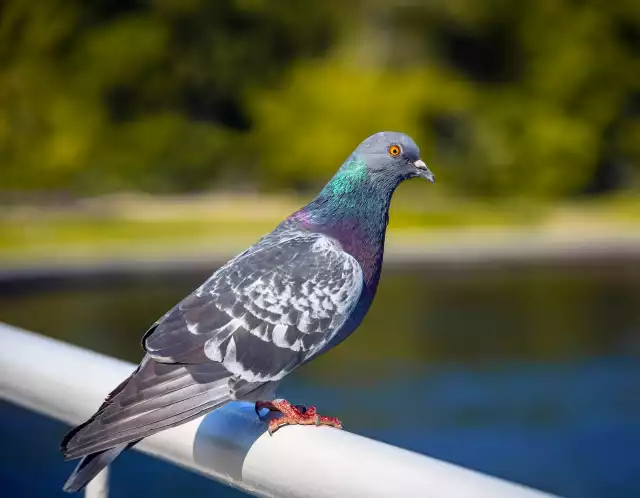 Photo Pigeon Biset (Columba livia) #2