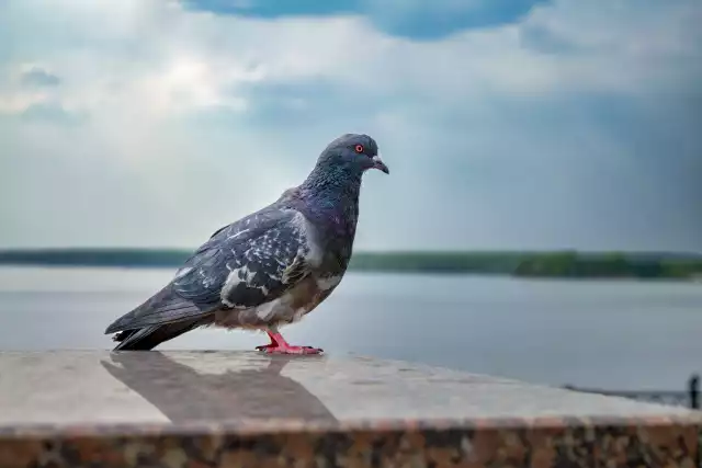 Photo Pigeon Biset (Columba livia) #1