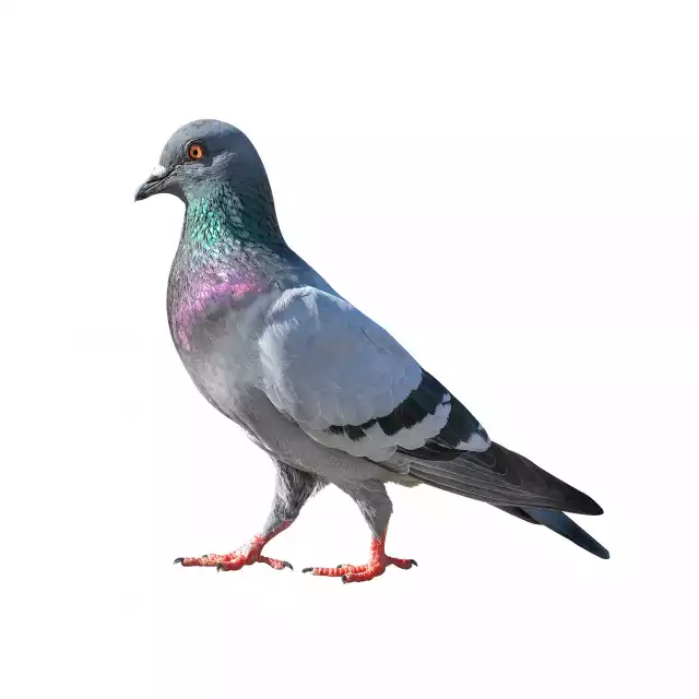 Photo Pigeon Biset