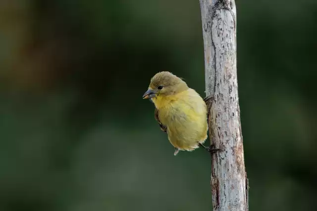 Photo Serin des Canaries (Serinus canaria) #3