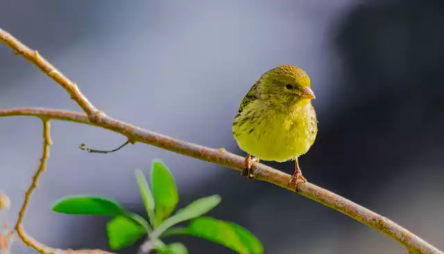 Photo Serin des Canaries (Serinus canaria) #2