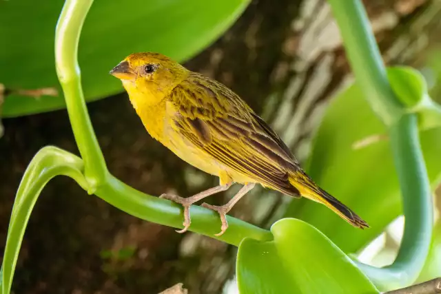 Photo Serin des Canaries (Serinus canaria) #1